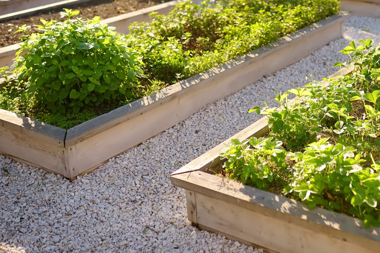 Location of your vegetable garden