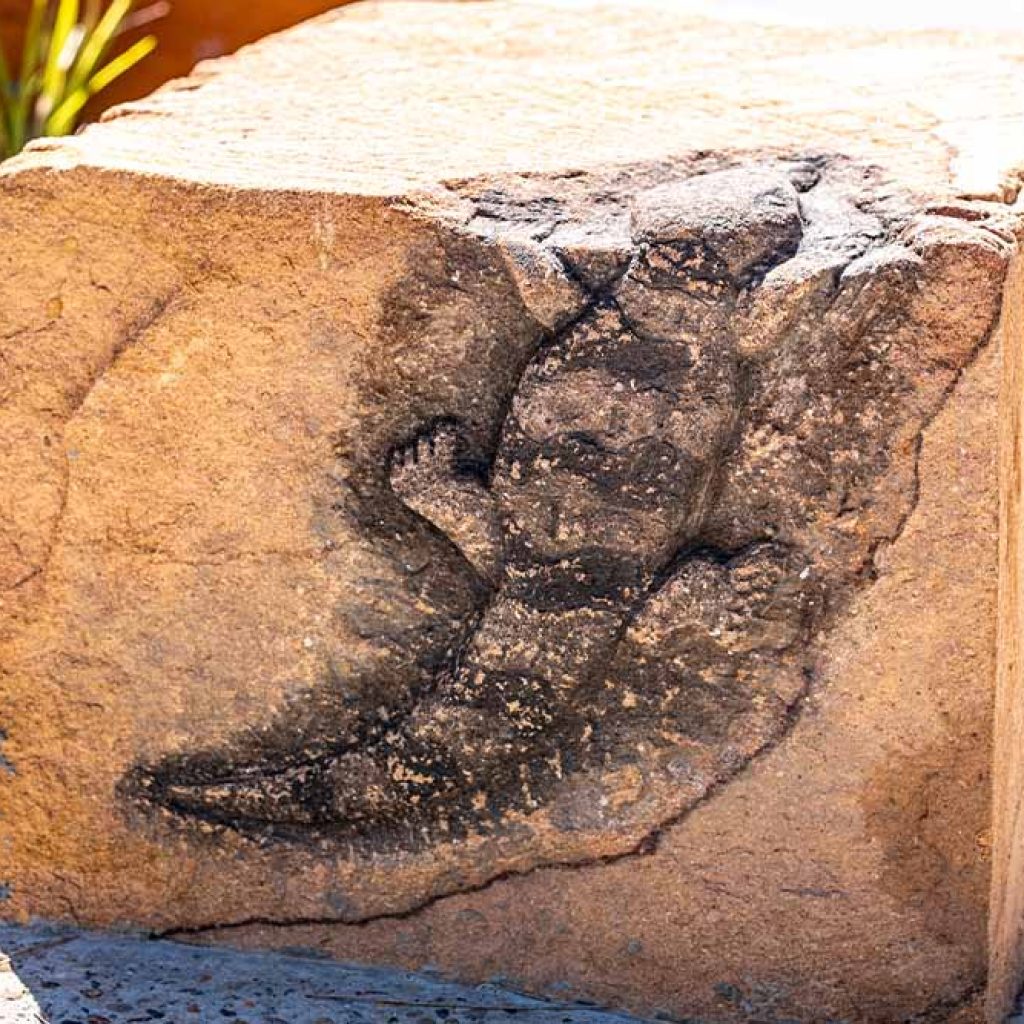Wangal Reserve rock carvings in sandstone