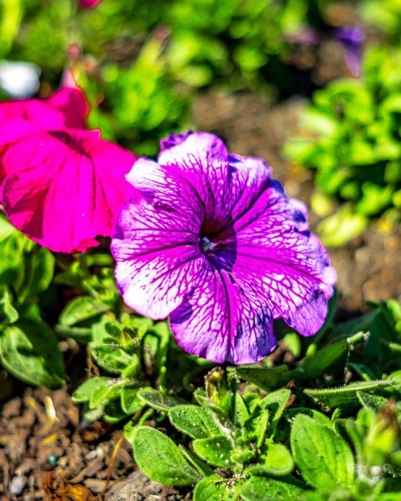 Spring Flowers It’s time to dig in with our spring garden maintenance tips