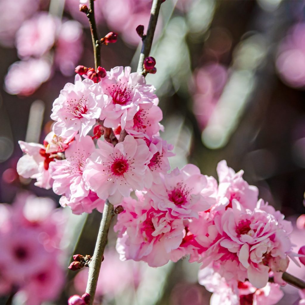 Cherry Blossom in flower