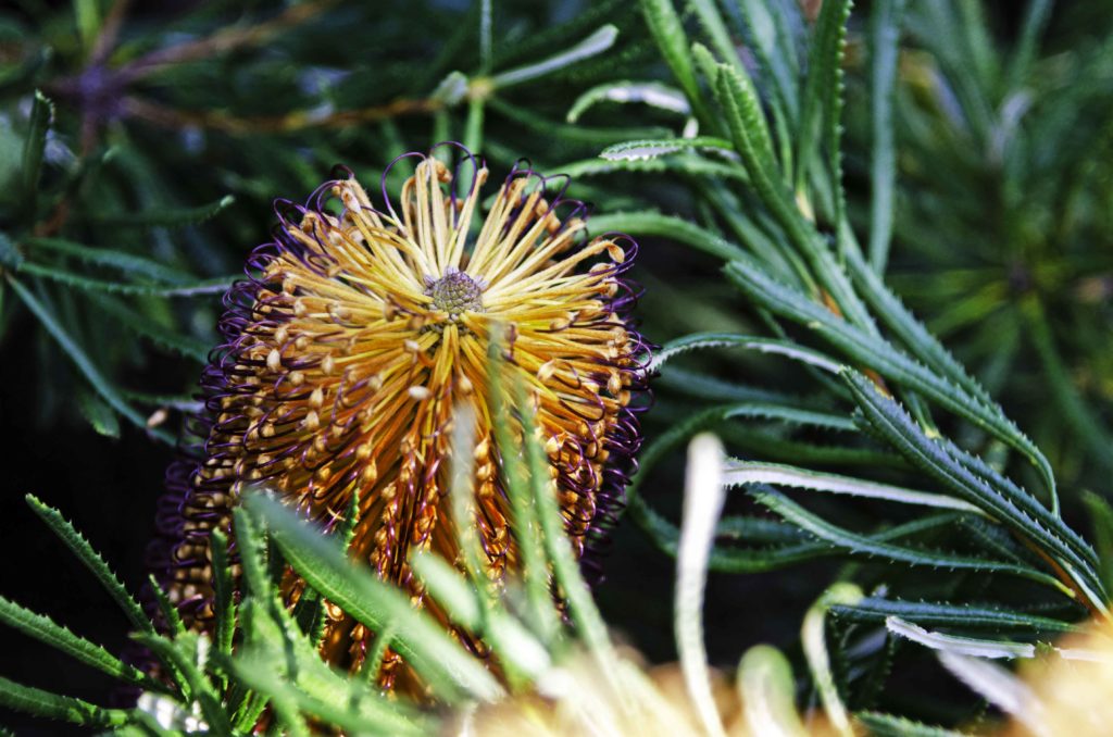 Banksia Plant