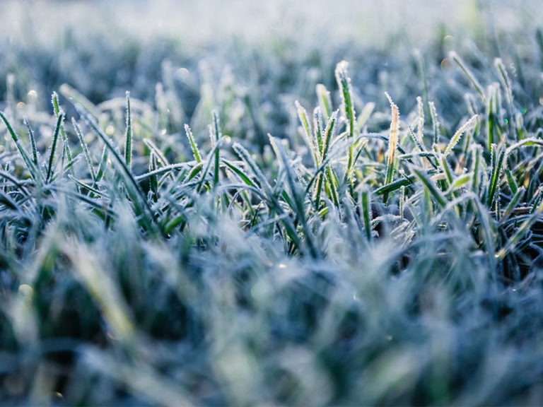 how to maintain lawn when dealing with frost